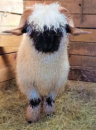 Valais sheep for sale - male