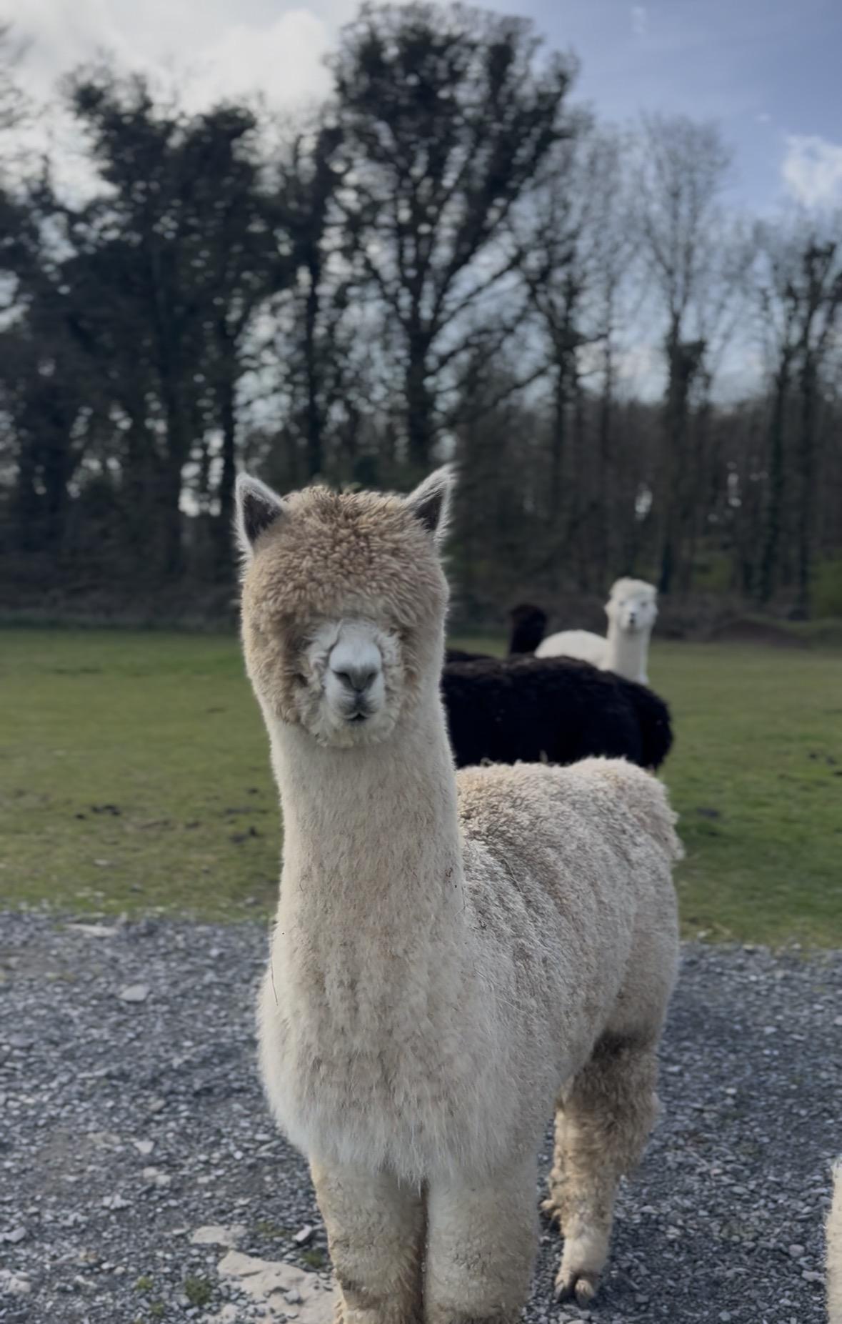 Friendly fawn pregnant female alpaca