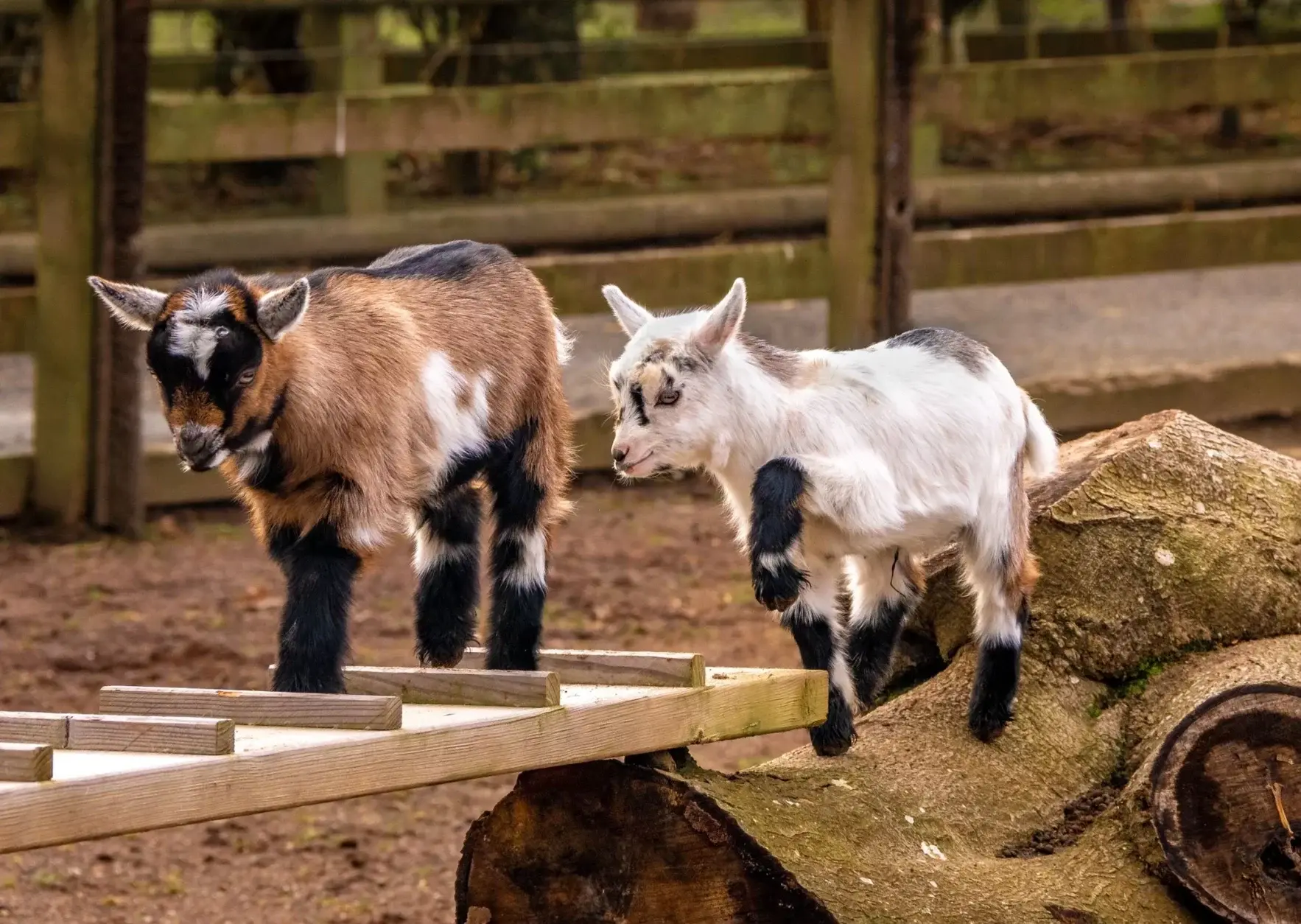 Two wether pygmy goats